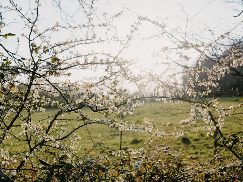 Water usage and carbon footprint comparison — almond milk vs oat milk vs dairy milk