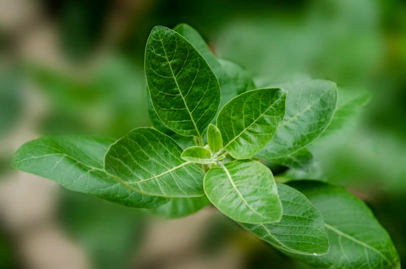 Ashwagandha plant with roots in natural setting