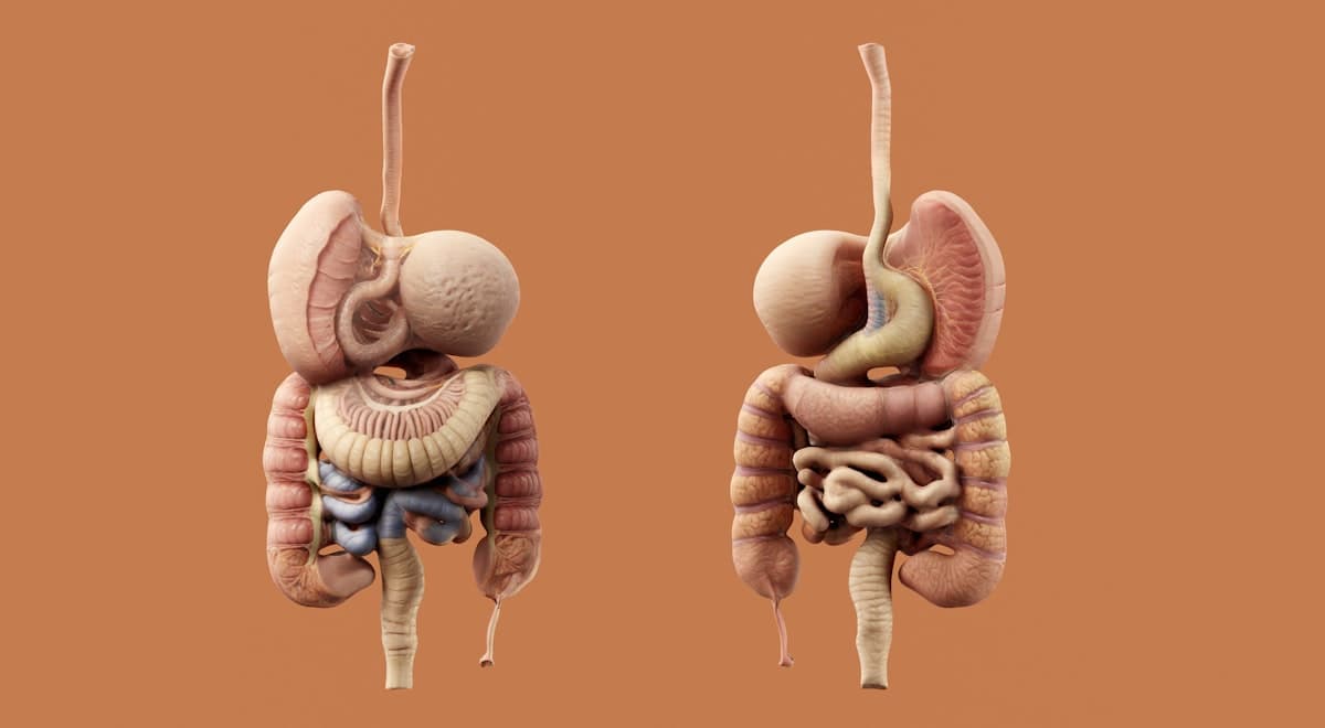 3D anatomical model of the human digestive system showing the esophagus, stomach, small intestine, and colon from two angles