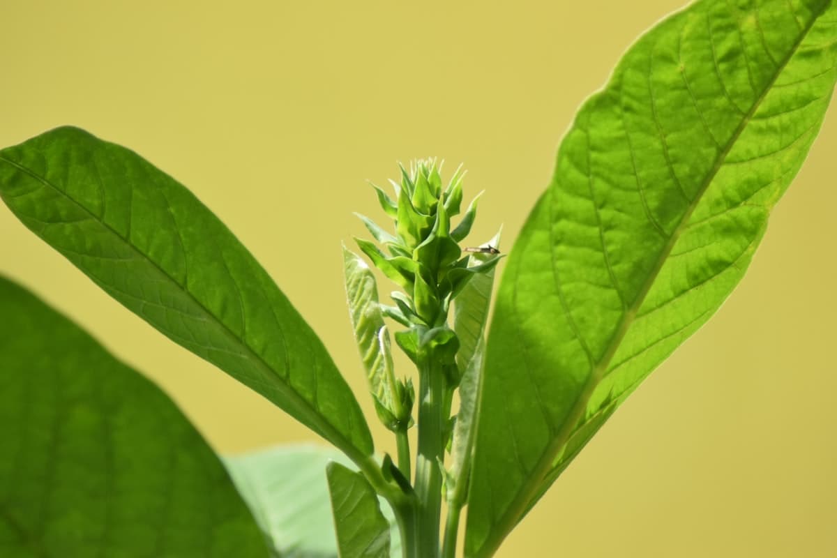 KSM-66 vs Sensoril Ashwagandha: Which Extract for Sleep vs Anxiety?