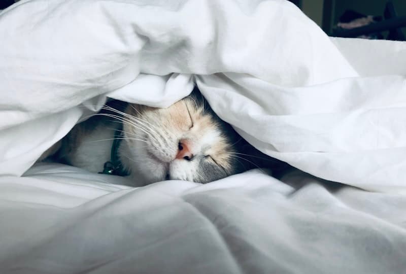 Peaceful bed with soft white bedding for restful sleep