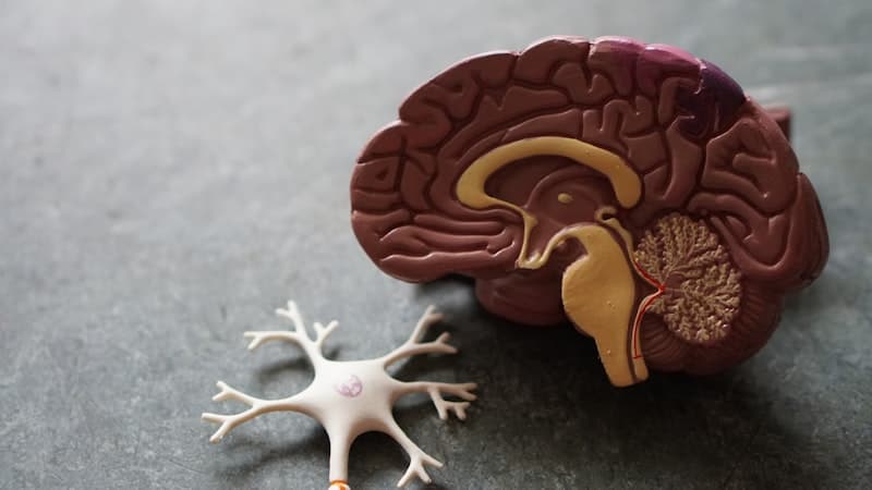 An anatomical brain model shown next to a single neuron model with dendrites and an axon