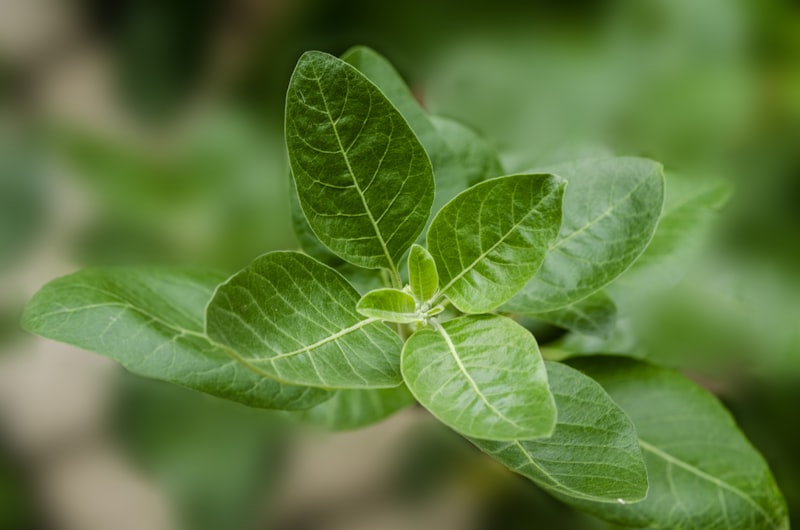 Ashwagandha plant with roots in natural setting